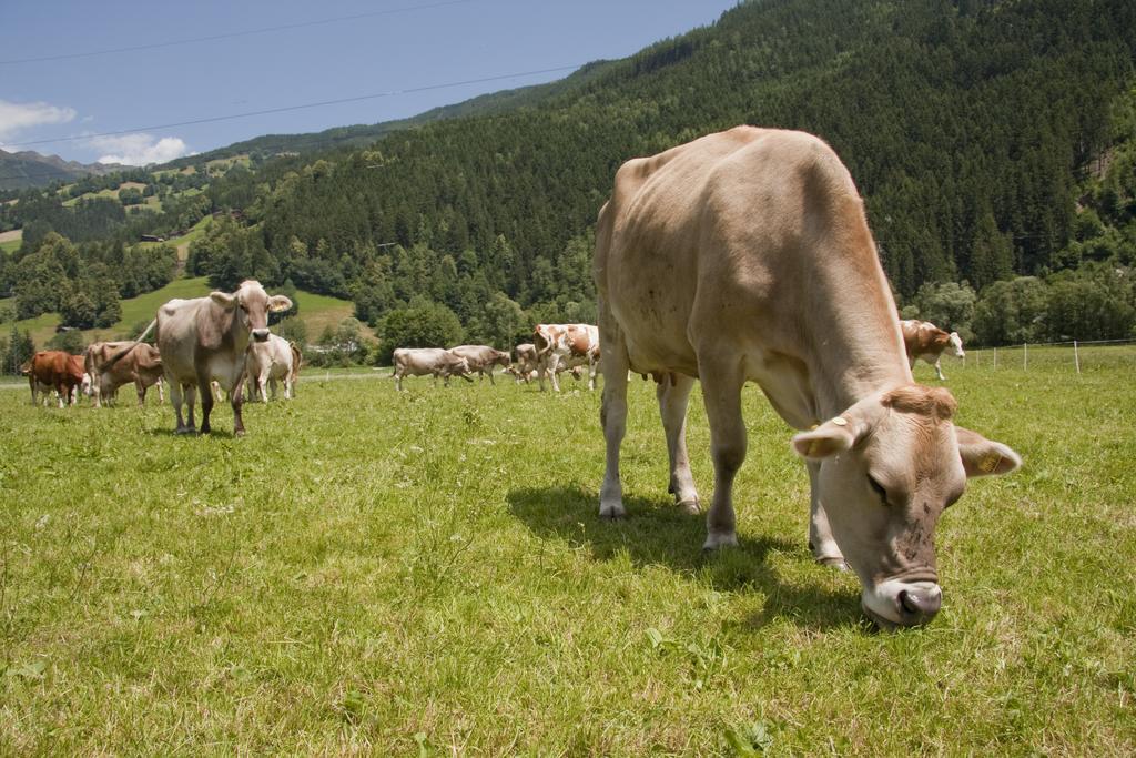 Martlerhof Leilighet Aschau Im Zillertal Eksteriør bilde
