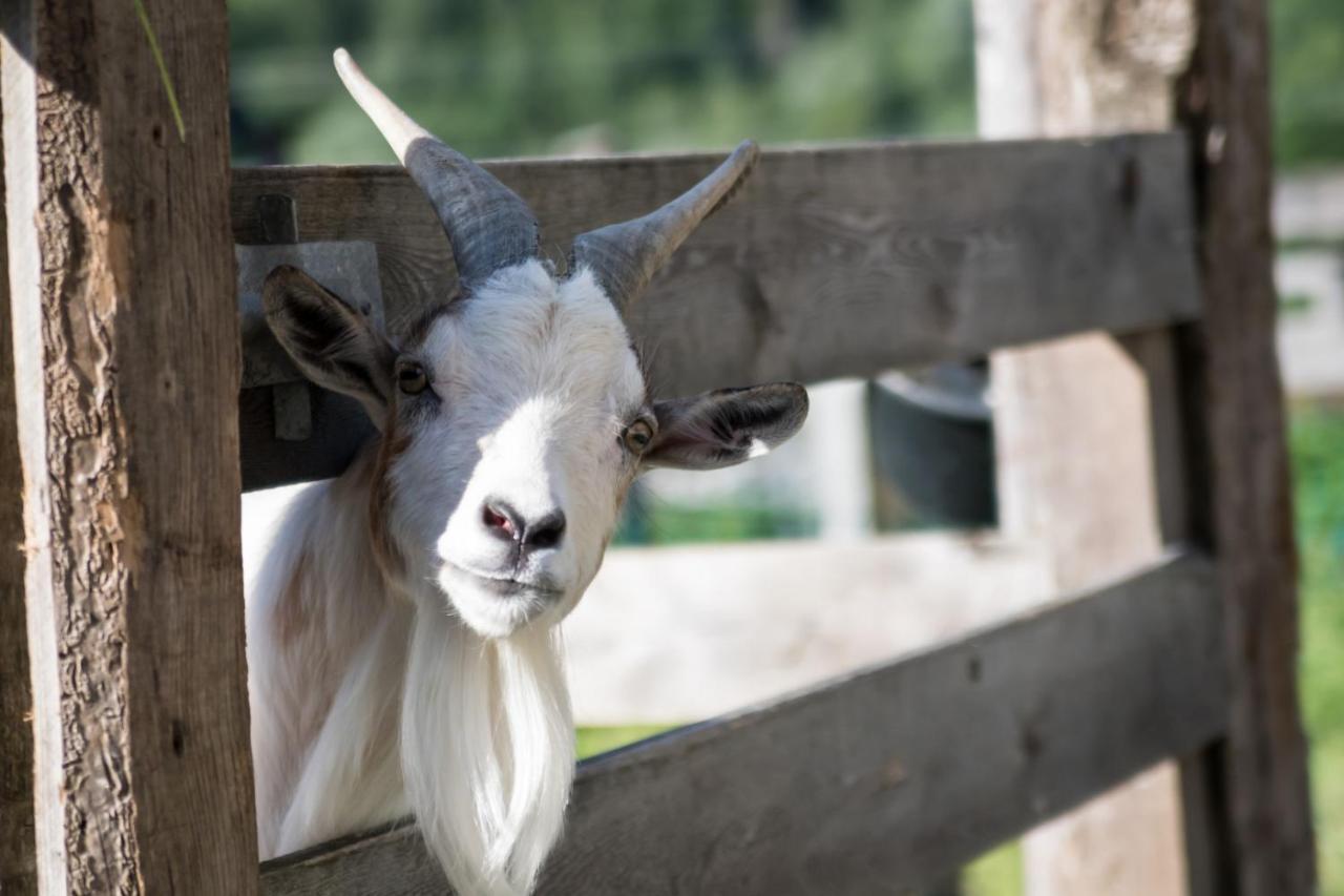 Martlerhof Leilighet Aschau Im Zillertal Eksteriør bilde